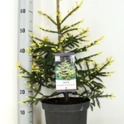 Kaukasische Spar (Picea Orientalis 'Aureospicata') -Tuin Stek Verkoop picea orientalis aureospicata zomer c5 m
