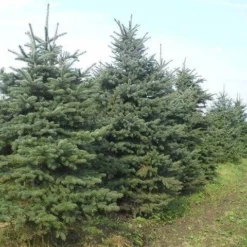 Blauwspar (Picea Pungens 'Glauca') -Tuin Stek Verkoop picea p glauca 300 350