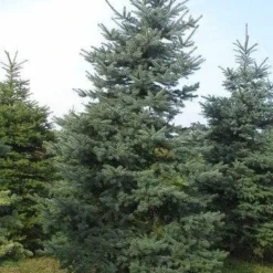 Blauwspar (Picea Pungens 'Glauca') -Tuin Stek Verkoop picea p glauca 300 350 1 1