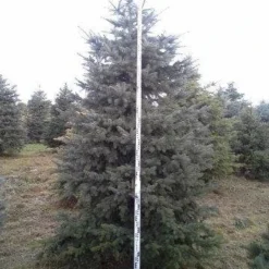 Blauwspar (Picea Pungens 'Glauca') -Tuin Stek Verkoop picea p glauca 350