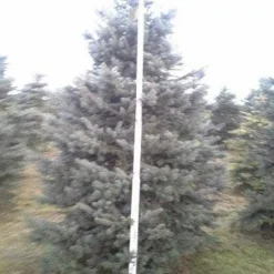 Blauwspar (Picea Pungens 'Glauca') -Tuin Stek Verkoop picea p glauca 350 1