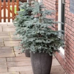 Noorse Blauwspar (Picea Pungens 'Erich Frahm') -Tuin Stek Verkoop picea pungens erich frahm 1