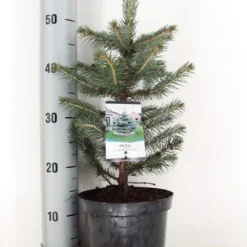Blauwspar (Picea Pungens 'Glauca') -Tuin Stek Verkoop picea pungens glauca c3 m