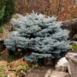Colorado Spar (Picea Pungens 'Glauca Globosa') -Tuin Stek Verkoop picea pungens glauca globosa