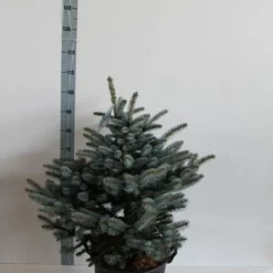 Colorado Spar (Picea Pungens 'Glauca Globosa') -Tuin Stek Verkoop picea pungens glauca globosa 60 80 cm c30 b