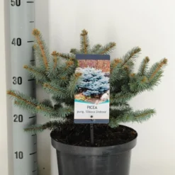Colorado Spar (Picea Pungens 'Glauca Globosa') -Tuin Stek Verkoop picea pungens glauca globosa c5 m