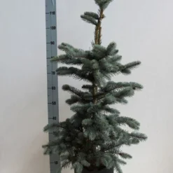 Spar (Picea Pungens 'Hoopsii') 12 Spar (Picea Pungens 'Hoopsii') -Tuin Stek Verkoop picea pungens hoopsii 60 80 cm co. 7.5l kopie kopie
