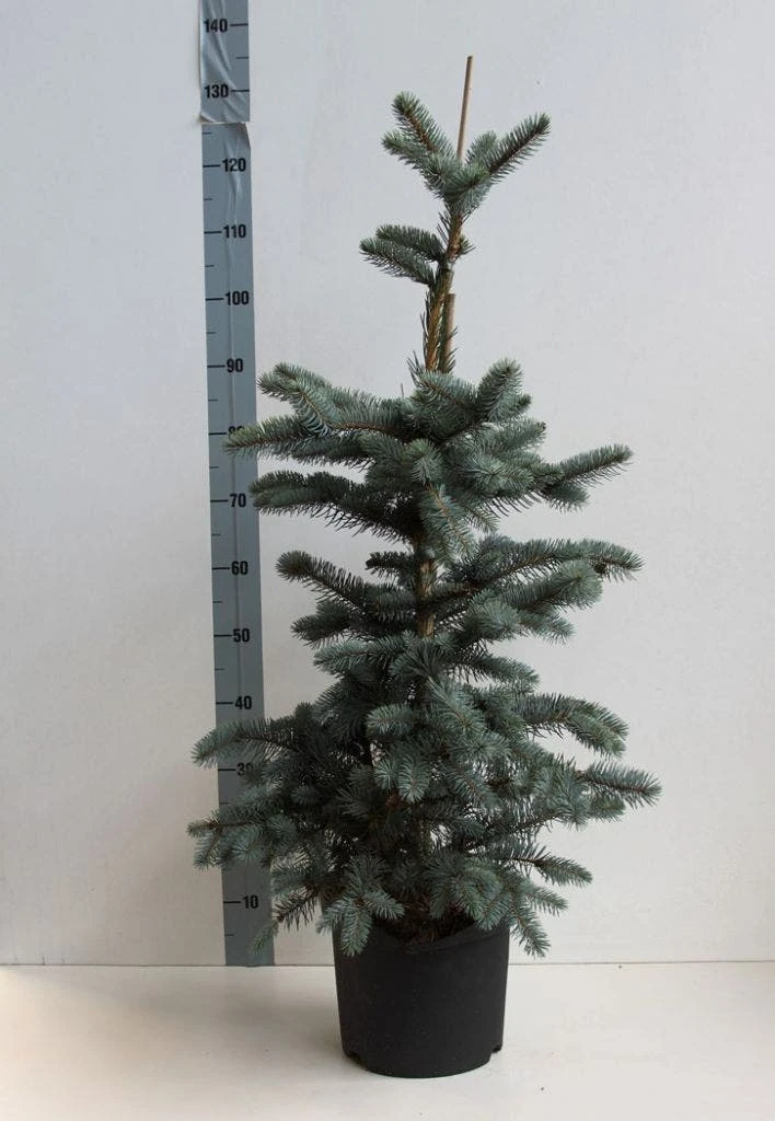 Spar (Picea Pungens 'Hoopsii') 4 Spar (Picea Pungens 'Hoopsii') - Afbeelding 4