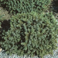 Dwergspar (Picea Glauca 'Echiniformis')