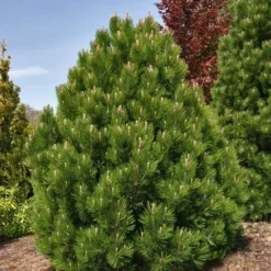 Bosnische Den (Pinus Heldreichii 'Compact Gem') -Tuin Stek Verkoop pinus heldreichii compact gem 1