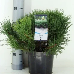 Bergden (Pinus Mugo Mughus) -Tuin Stek Verkoop pinus mugo mughus c3 m 1