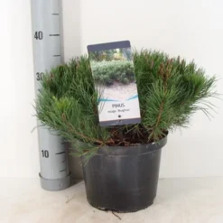 Bergden (Pinus Mugo Mughus) -Tuin Stek Verkoop pinus mugo mughus c5 m 1