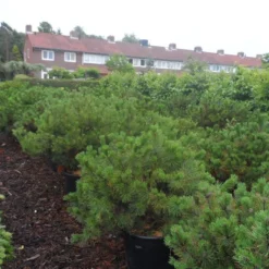 Bergden (Pinus Mugo Mughus) -Tuin Stek Verkoop pinus mugo mughus diameter 100 125 150 c130 2 1