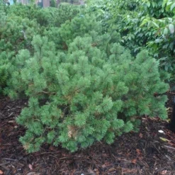 Bergden (Pinus Mugo Mughus) -Tuin Stek Verkoop pinus mugo mughus diameter 100 125 150 c130 3 1