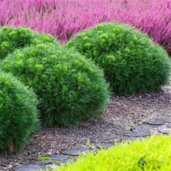 Dwerg Bergden (Pinus Mugo 'Varella') 5 Dwerg Bergden (Pinus Mugo 'Varella') -Tuin Stek Verkoop pinus mugo varella