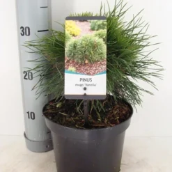Dwerg Bergden (Pinus Mugo 'Varella')