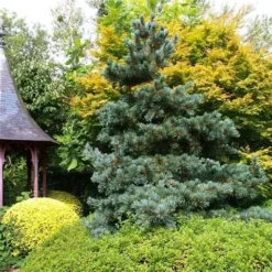 Blauwe Japanse Den (Pinus Parviflora 'Glauca') 10 Blauwe Japanse Den (Pinus Parviflora 'Glauca') -Tuin Stek Verkoop pinus parviflora glauca