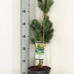 Blauwe Japanse Den (Pinus Parviflora 'Glauca') 8 Blauwe Japanse Den (Pinus Parviflora 'Glauca') -Tuin Stek Verkoop pinus parviflora glauca winter c3 m