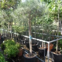 Parasolden Op Stam (Pinus Pinea) -Tuin Stek Verkoop pinus pinea 120 150stam c50