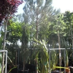 Parasolden Op Stam (Pinus Pinea) -Tuin Stek Verkoop pinus pinea 20 25 ho cont