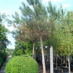 Parasolden Op Stam (Pinus Pinea) -Tuin Stek Verkoop pinus pinea 30 40ho c350