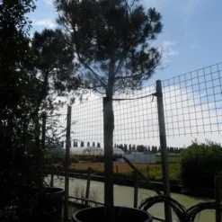 Parasolden Op Stam (Pinus Pinea) -Tuin Stek Verkoop pinus pinea 35 40 ho c750