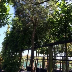 Parasolden Op Stam (Pinus Pinea) -Tuin Stek Verkoop pinus pinea 3540cm c750 250cm stam