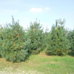 Bergden (Pinus Strobus 'Radiata') -Tuin Stek Verkoop pinus storbus diverse