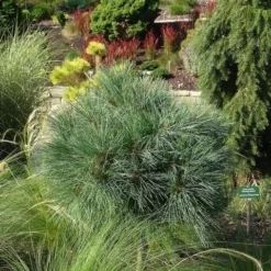 Bergden (Pinus Strobus 'Radiata') -Tuin Stek Verkoop pinus strobus radiata