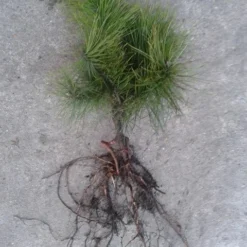 Grove Den, Solitair (Pinus Sylvestris) -Tuin Stek Verkoop pinus sylvesteris 1530 2