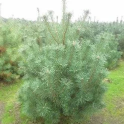 Grove Den, Solitair (Pinus Sylvestris) -Tuin Stek Verkoop pinus sylvestris 175 200