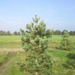 Grove Den, Solitair (Pinus Sylvestris) -Tuin Stek Verkoop pinus sylvestris 200
