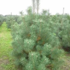 Grove Den, Solitair (Pinus Sylvestris) -Tuin Stek Verkoop pinus sylvestris 200 250