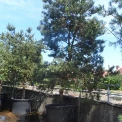 Grove Den, Solitair (Pinus Sylvestris) -Tuin Stek Verkoop pinus sylvestris 350 400 450 c1000