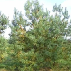 Grove Den, Solitair (Pinus Sylvestris) -Tuin Stek Verkoop pinus sylvestris 400