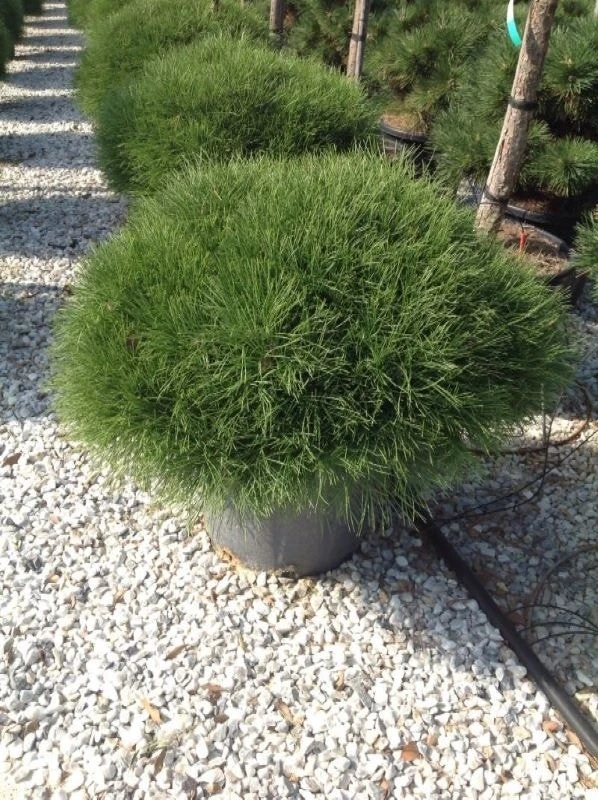 Zwarte Den (Pinus Nigra 'Marie Bregeon') 1 Zwarte Den (Pinus Nigra 'Marie Bregeon')