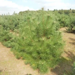 Grove Den, Solitair (Pinus Sylvestris) -Tuin Stek Verkoop pinussylv 125 150 13 9 2014