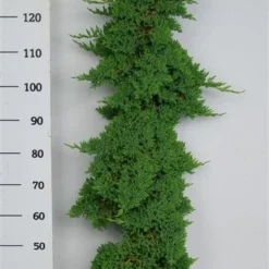 Jeneverbes (Juniperus Procumbens 'Nana') -Tuin Stek Verkoop procumbensnana100 125