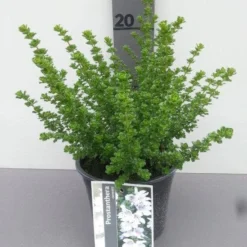 Prostanthera (Prostanthera Cuneata) -Tuin Stek Verkoop prostanthera cuneata