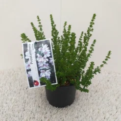 Prostanthera (Prostanthera Cuneata) -Tuin Stek Verkoop prostanthera cuneata 1