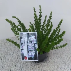 Prostanthera (Prostanthera Cuneata) -Tuin Stek Verkoop prostanthera cuneata 1