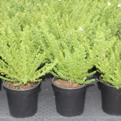 Prostanthera (Prostanthera Cuneata) -Tuin Stek Verkoop prostanthera cuneata 5