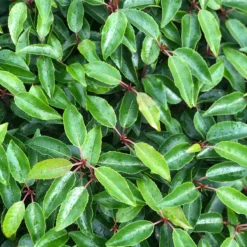 Portugese Laurier Als Grote Bolvorm (Prunus Lusitanica 'Angustifolia') 11 Portugese Laurier Als Grote Bolvorm (Prunus Lusitanica 'Angustifolia') -Tuin Stek Verkoop prunus l. angustifolia blad