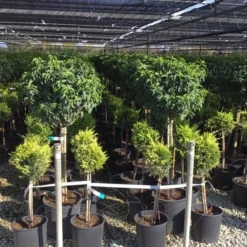 Portugese Laurier Op Stam (Prunus Lusitanica 'Angustifolia') -Tuin Stek Verkoop prunus lusitanica 80cm stam