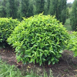 Portugese Laurier Als Grote Bolvorm (Prunus Lusitanica 'Angustifolia') 9 Portugese Laurier Als Grote Bolvorm (Prunus Lusitanica 'Angustifolia') -Tuin Stek Verkoop prunus lusitanica angustifolia 90 cm breed bol drkl