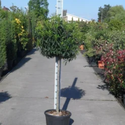 Portugese Laurier Op Stam (Prunus Lusitanica 'Angustifolia') -Tuin Stek Verkoop prunus lusitanica angustifolia halfstam c25