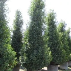 Portugese Laurier, Piramide (Prunus Lusitanica ) -Tuin Stek Verkoop prunus lusitanica piramide