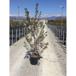 Japanse Sierkers Als Struik (Prunus Yedoensis) -Tuin Stek Verkoop prunus yedoensis 150 175 cm c18 1