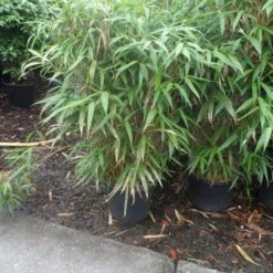 Bamboe (Pseudosasa Japonica) -Tuin Stek Verkoop pseudosasa japonica 150 175 c25