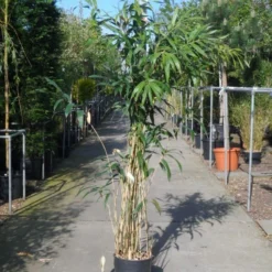 Bamboe (Pseudosasa Japonica) -Tuin Stek Verkoop pseudosasa japonica 150 200 c20
